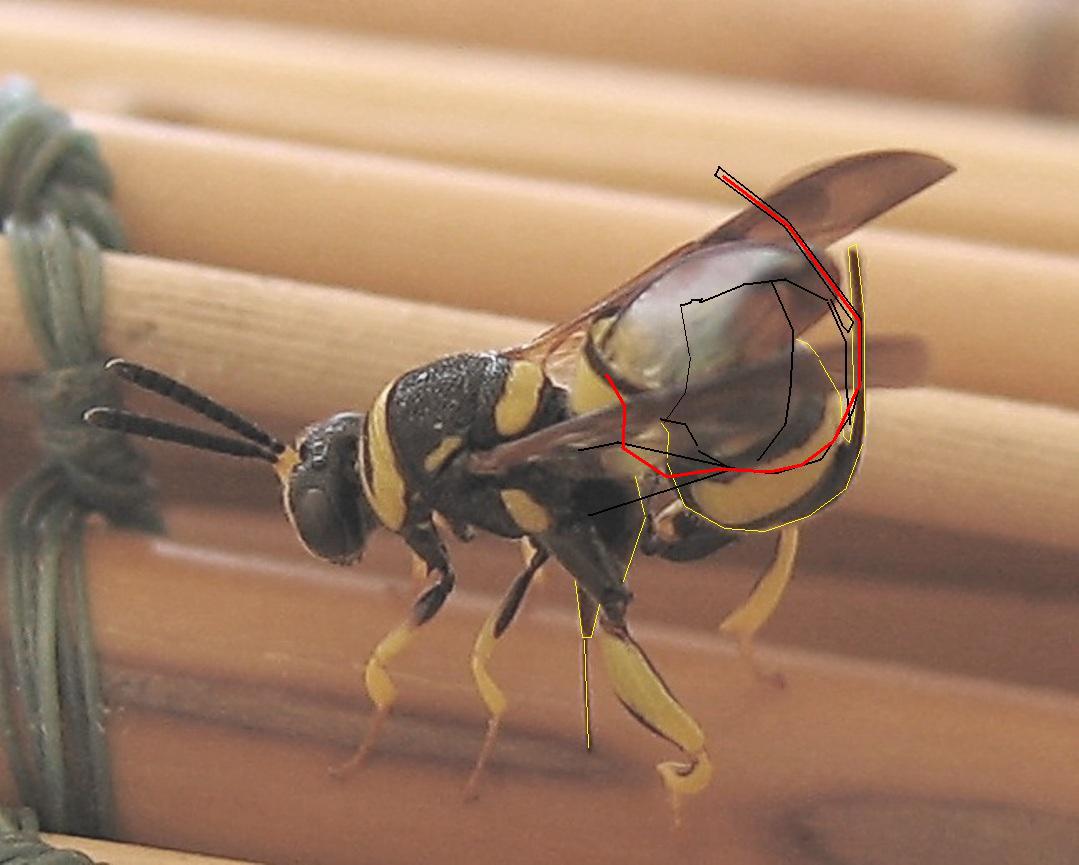 Ovideposizione Leucospis dorsigera (Leucospidae)